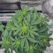 Auto Super Skunk Cannabis-Samen Kaufen