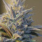 Purple Urkle (Pyramid Seeds) Cannabis-Samen zu verkaufen