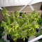 GG#4 Original Glue Auto Cannabis-Samen Kaufen