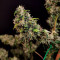 AK420 Cannabis-Samen Kaufen