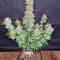 Cream Cookies Auto Cannabis-Samen Kaufen