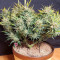 Girl Scout Cookies Auto Cannabis-Samen Kaufen