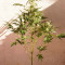 Original Auto BubbleGum (Fast Buds) Cannabis-Samen zu verkaufen