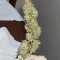White Widow (RQS) Cannabis-Samen zu verkaufen