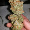Critical Orange Punch (Dutch Passion) Cannabis-Samen