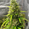 Apricot Auto Cannabis-Samen Kaufen