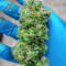 Sith OG feminisierte Samen (AlphaFem Seeds)