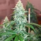 3 Bears OG Auto (Mephisto Genetics) Cannabis-Samen