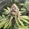 Amnesia Lemon (Barney's Farm) Cannabis-Samen