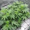 Apollo (Brothers Grimm Seeds)