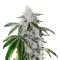 Atomic Leisure R1 (Ethos Genetics)