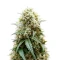 Auto Mimosa (00 Seeds)