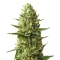 Blueberry Auto (Zambeza Seeds) Cannabis-Samen