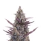 Cinderella Pineapple feminisierte Samen (Brothers Grimm Seeds)
