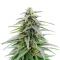 Critical Mass Fast (Advanced Seeds)