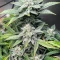 Forum Stomper Auto (Mephisto Genetics) Cannabis-Samen
