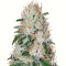 Franco's Lemon Cheese (GHS) Cannabis-Samen