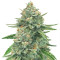 GG#4 Original Glue Auto (Original Sensible Seeds) Cannabis-Samen
