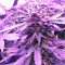 Gorilla Auto (GG#4 Original Glue Auto) (Expert Seeds) Cannabis-Samen