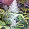 Z Gorilla (Original Sensible Seeds) Cannabis-Samen