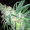 Grandaddy Black (Original Sensible Seeds) Cannabis-Samen
