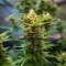 Mendocino Chanel Kush (Medical Seeds) Cannabis-Samen