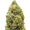 Monster Bruce Banner Auto feminisierte Samen (Monster Genetics)