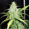 Original Auto Cheese (Fast Buds) Cannabis-Samen