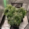 Quick One Auto (RQS) Cannabis-Samen