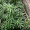 SkullRyder Auto (Blackskull Seeds) Cannabis-Samen