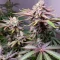 Super Lemon Haze x GMO (GHS)