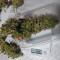 THC Bomb (Bomb Seeds) Cannabis-Samen