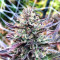 Z (Blackskull Seeds) Cannabis-Samen
