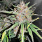 Tropicana Cookies Auto feminisierte Samen (Fast Buds)