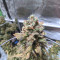 Original Auto Chemdawg (Fast Buds) Cannabis-Samen