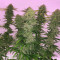 Blue Fire (Humboldt Seeds Organization) Cannabis-Samen