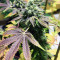 Brain Cake (Ripper Seeds) Cannabis-Samen
