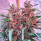 Bruce Banner #3 (Big Head Seeds) Cannabis-Samen