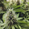CBD Blue Shark (Barney's Farm) Cannabis-Samen