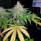 Chemdawg (Humboldt Seeds Organization) Cannabis-Samen