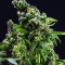GG#4 Original Glue (BlimBurn Seeds) Cannabis-Samen