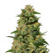 Green Crack (Garden of Green) Cannabis-Samen