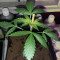Head Stash Auto (Big Head Seeds) Cannabis-Samen