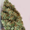 Jack Herer (Kera Seeds) Cannabis-Samen