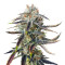 Jenny Kush regular (Rare Dankness Seeds) Cannabis-Samen