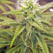 King's Banner regular (Dark Horse Genetics) Cannabis-Samen