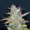 Mexican Sativa (Sensi Seeds) Cannabis-Samen