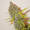 Moonshine’s Ghost Train Haze (Rare Dankness Seeds) Cannabis-Samen