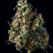 Old Dirty Biker regular (Karma Genetics) Cannabis-Samen