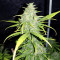 Original Auto Skunk (Fast Buds) Cannabis-Samen